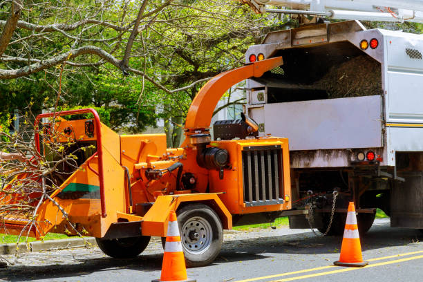 Best Tree Preservation Services  in Atlantic Beach, FL