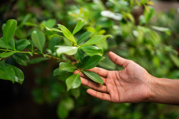 Best Emergency Tree Removal  in Atlantic Beach, FL