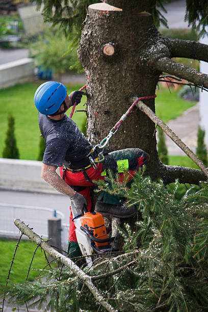 Best Fruit Tree Pruning  in Atlantic Beach, FL