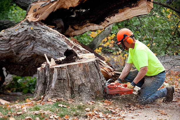 Best Stump Grinding and Removal  in Atlantic Beach, FL